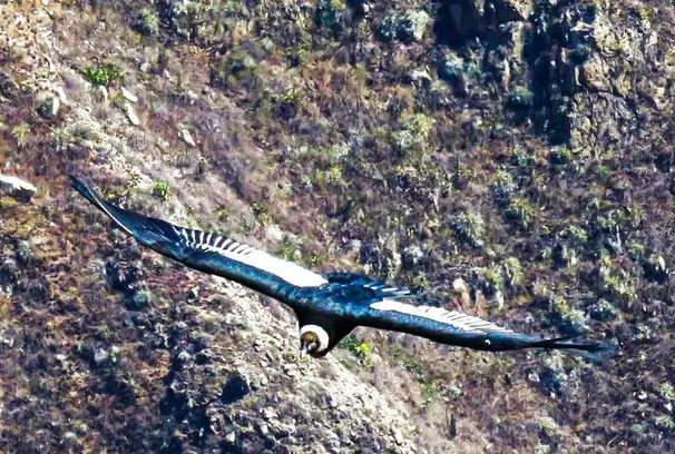 colca canyon from-puno